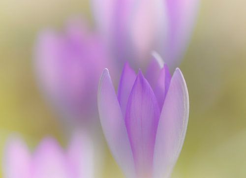 Crocus sur Connie de Graaf