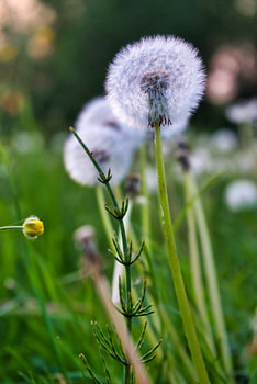 Paardenbloemen