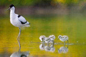 Pied-billed avocet with young with colorful reflection