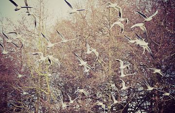 lucht vol vogels / Sky full of Birds  van melissa demeunier
