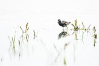 Prachtig gekleurde kemphaan van Danny Slijfer Natuurfotografie thumbnail