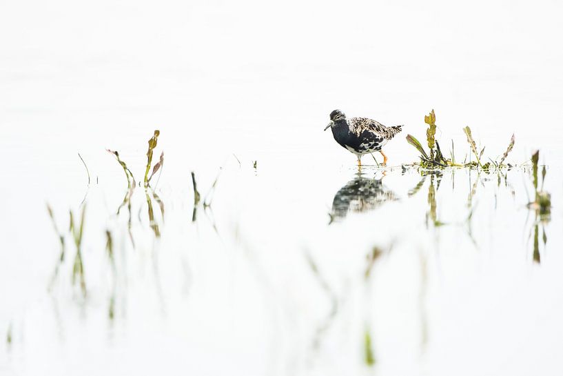 Prachtig gekleurde kemphaan van Danny Slijfer Natuurfotografie