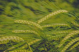 Weizengras von Luis Emilio Villegas Amador