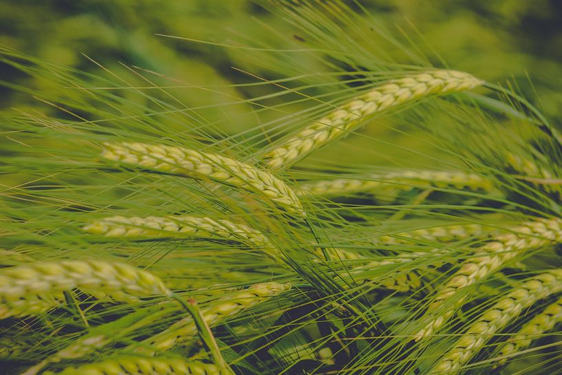 Wheatgrass by Luis Emilio Villegas Amador