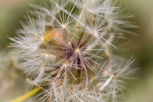 Verträumtes Bild von Samen einer verblühten Blume