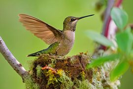 Anna’s hummingbird (Calypte anna) at its nest