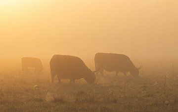 Schotse Hooglanders zonsopkomst Oudemolen - Drenthe (Nederland) van Marcel Kerdijk