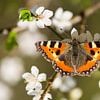 Vlinder op bloem - Lente van Rouzbeh Tahmassian