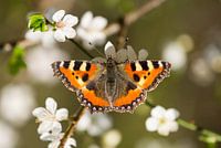 Vlinder op bloem - Lente