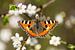 Vlinder op bloem - Lente van Rouzbeh Tahmassian