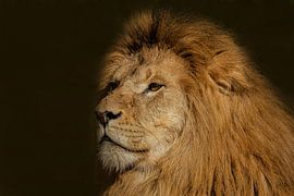 Löwe, männlich, Panthera leo