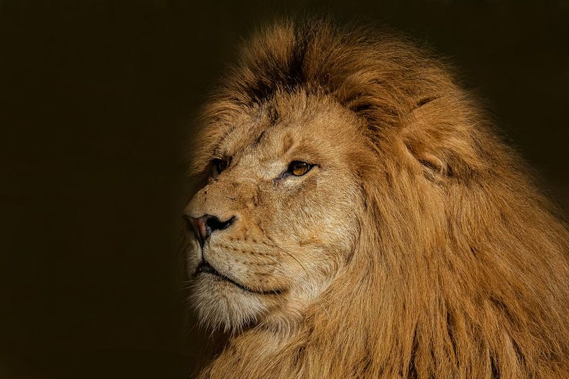 Lion, male, Panthera leo by Gert Hilbink