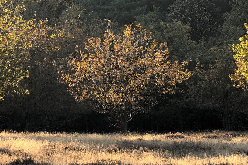 L'automne dans la forêt de Deeler par Paul van Slobbe