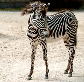 Zebra van Roland Klinge