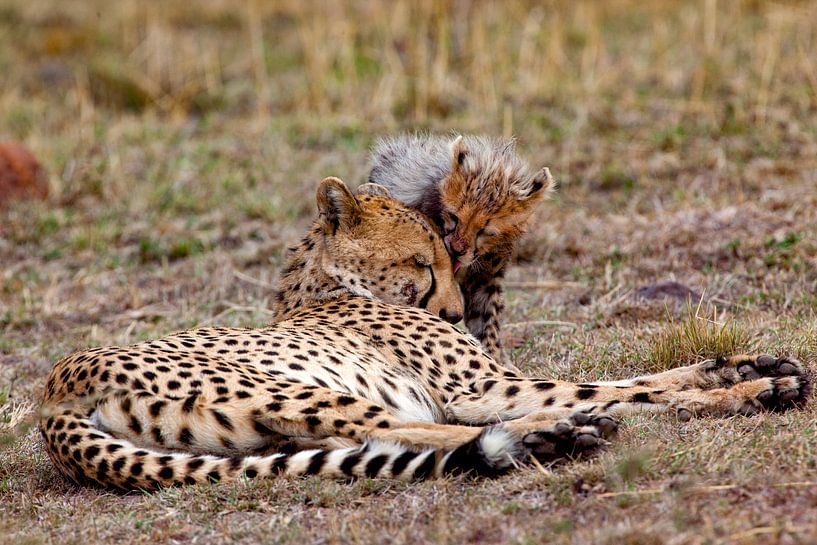 Kiss for Mum by Peter Michel