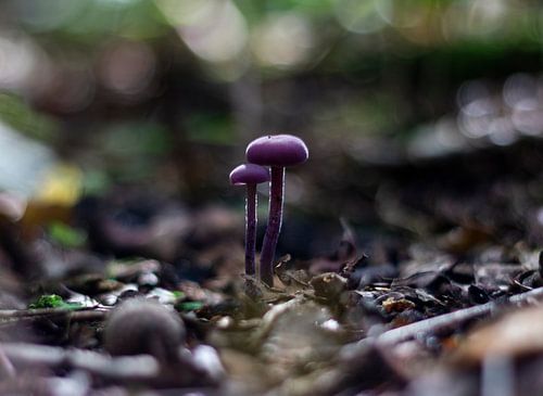 Paarse paddestoel