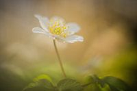 Lente