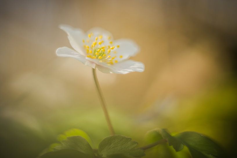 Lente van Sjoukelien van der Kooi