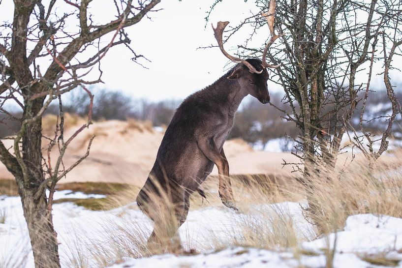 Prancing fallow deer with antlers in the snow by Anne Zwagers