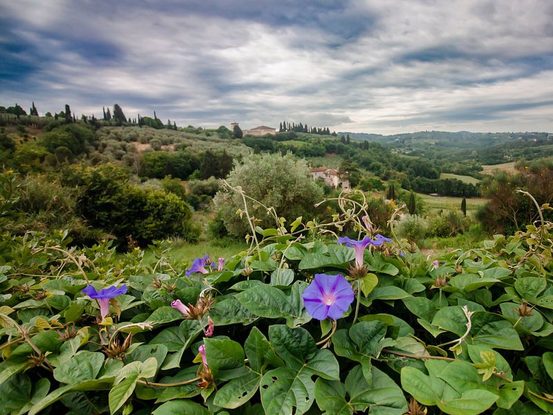 Paysage toscan avec des fleurs violettes par DafnePhoto