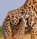 Junge Giraffe mit Mama - Afrika wildlife von W. Woyke Miniaturansicht