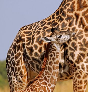 Young Giraffe with mom - Africa wildlife van W. Woyke