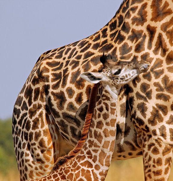 Junge Giraffe mit Mama - Afrika wildlife van W. Woyke