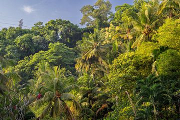 Palmbomen in Indonesië van Wijnand Rook