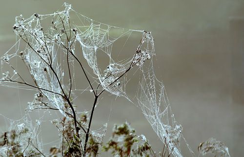 Les plantes dans le brouillard du matin avec la rosée sur la toile d'araignée