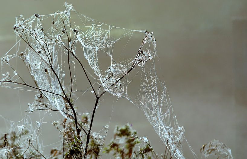 Pflanzen im Morgennebel mit Tau auf Spinnennetz von Trinet Uzun