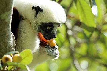 Coquerel's Sifaka-Lemur auf Madagaskar von Marieke Funke