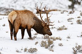 Wapiti (Cervus canadensis) Yellowstone by Dick Hoogenboom