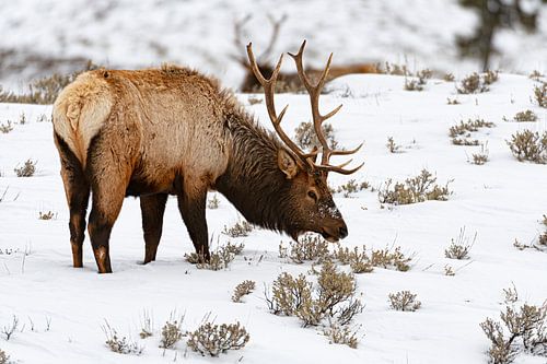 Wapiti (Cervus canadensis) Yellowstone