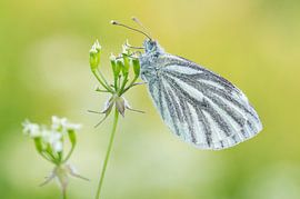Green-veined white by Hugo Meekes