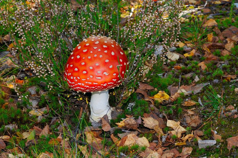 Toadstool in Swedish forests by Karin Jähne