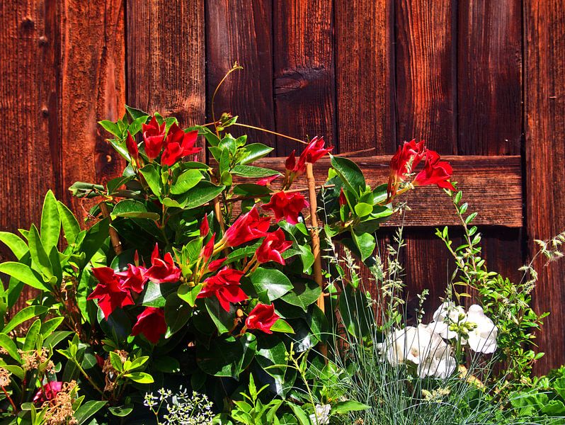 Fleurs 2 par Edgar Schermaul