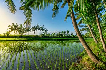 Rijstveld op Bali met palmbomen ernaast van Rene Siebring