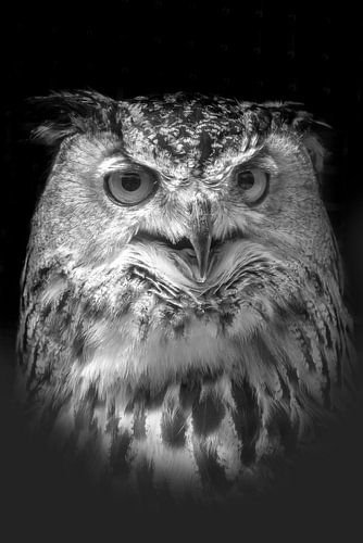 Porträt eines Uhus mit Passepartout