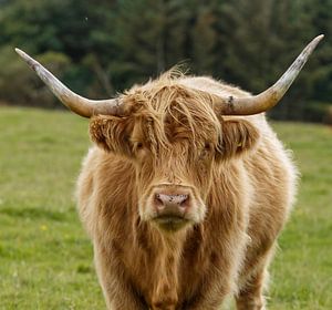 Der schottische Highlander schaut dich durchdringend an
