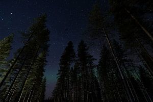 Northern lights through trees sur Leon Doorn