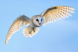 Schleiereule im Flug