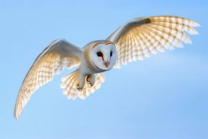 Schleiereule im Flug