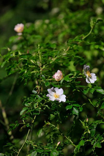 Dog rose by Thomas Jäger