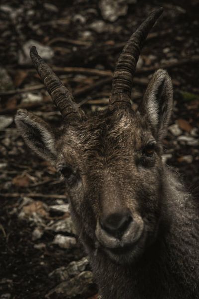 ziege von Larsphotografie