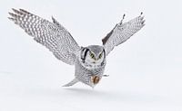 Sperlingskauz (Surnia ulula) bei der Jagd im Schnee