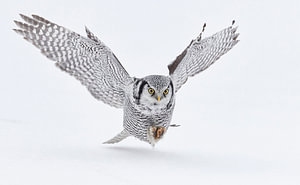 Sperlingskauz (Surnia ulula) bei der Jagd im Schnee