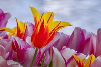 Tulpe