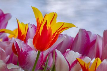 Tulp