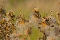 Fluffy seeds of a thistle
