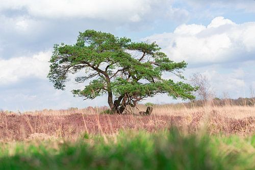 Prächtiger savannenartiger Baum in der Wildnis